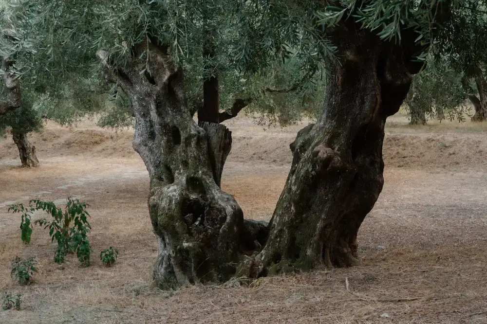 Close up of a thick, ancient olive tree trunk