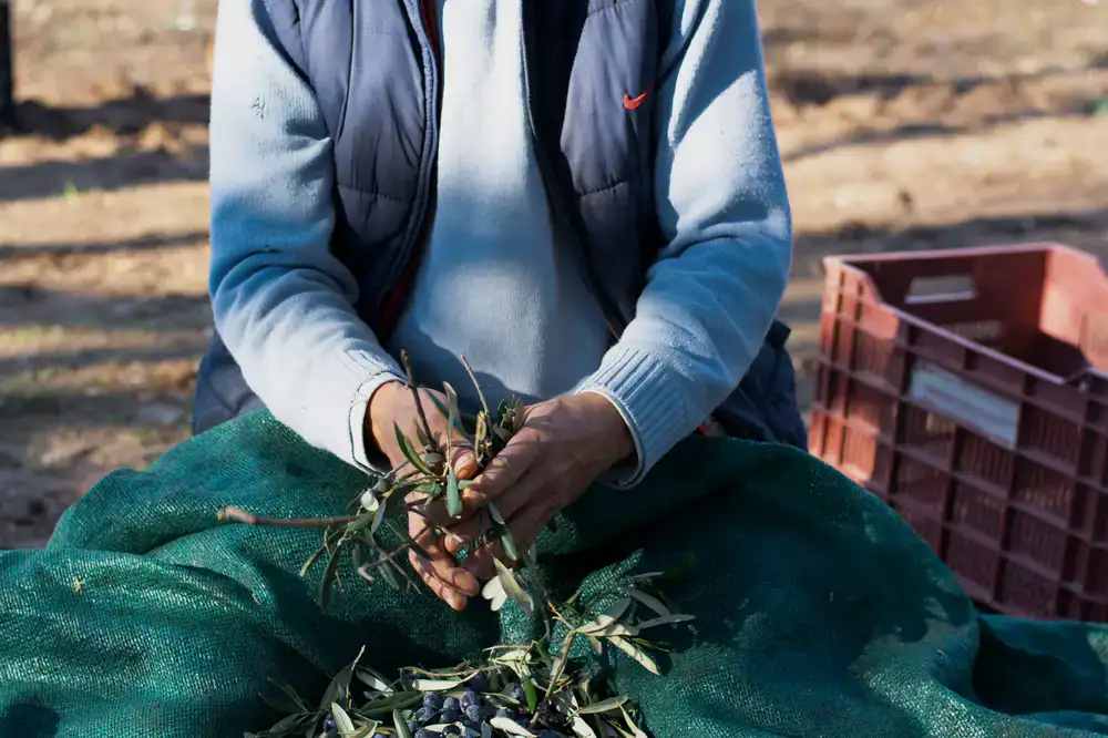 Hands carefully picking green olives