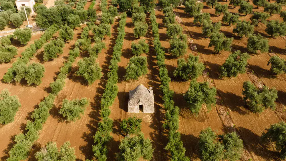 Sunlit rows of ancient olive trees
