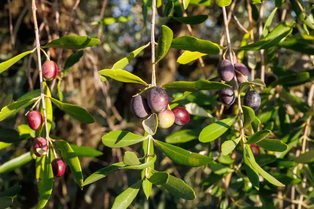 Sunlit olive trees with ripe olives ready for harvest