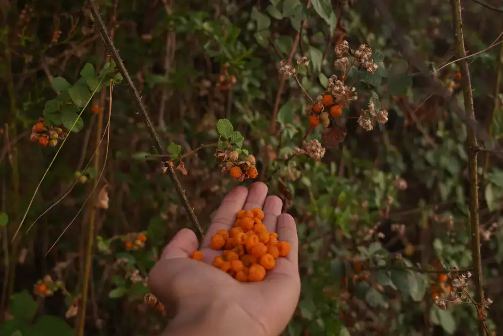 Gathering fruit by hand carefully