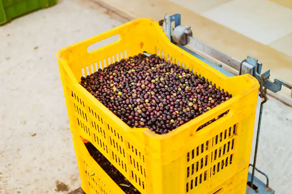 Freshly harvested produce entering the mill