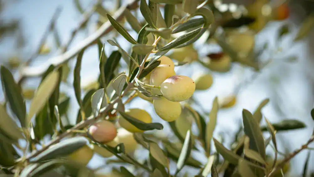 Family Estate Olive Oil Tin